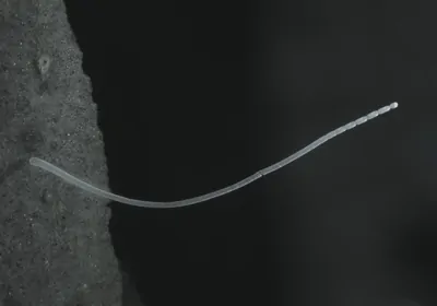 Single filament of a bacterium<br><br> Single filament of a bacterium<br><br>